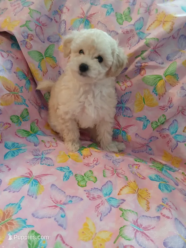 AKC White female!  – Poodle - Toy  puppy for sale in Deer Park, IL