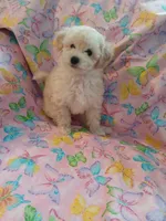 AKC White female! , a female Poodle - Toy  for sale in Deer Park, IL – 1 of 1