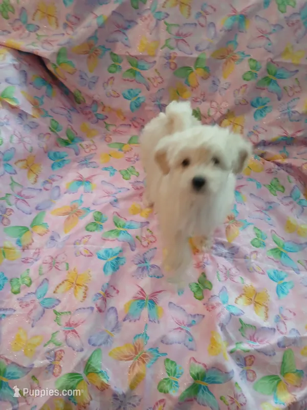 White female AKC!  – Poodle - Toy  puppy for sale in Deer Park, IL