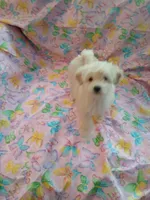 White female AKC! , a female Poodle - Toy  for sale in Deer Park, IL – 1 of 1