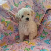 AKC White female! , a female Poodle - Toy  for sale in Barrington, IL – 1 of 1