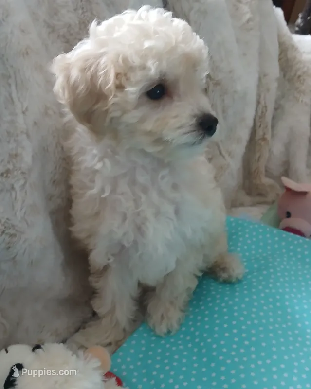AKC light creme female!  – Poodle - Toy  puppy for sale in Barrington, IL