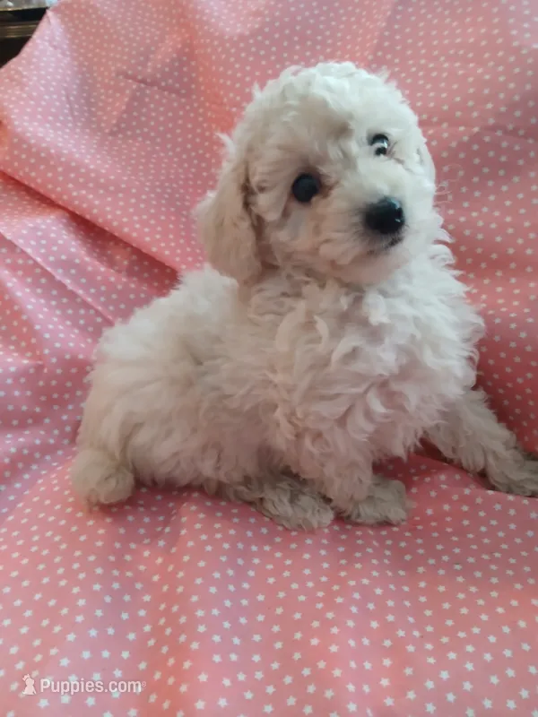 Very small Creme female!  – Poodle - Toy  puppy for sale in Deer Park, IL