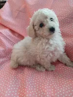 Very small Creme female! , a female Poodle - Toy  for sale in Deer Park, IL – 1 of 1