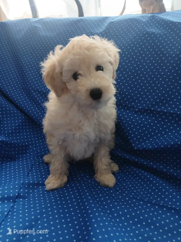 AKC White male! – Poodle - Toy  puppy for sale in Deer Park, IL