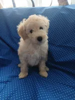 AKC White male!, a male Poodle - Toy  for sale in Deer Park, IL – 1 of 1