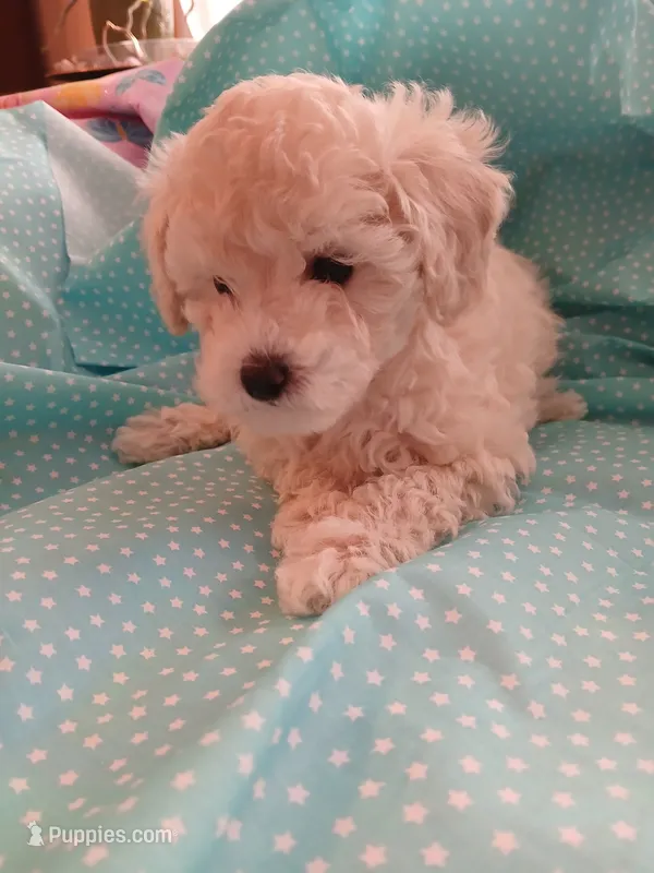 AKC light creme female!  – Poodle - Toy  puppy for sale in Deer Park, IL