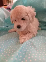 AKC light creme female! , a female Poodle - Toy  for sale in Deer Park, IL – 1 of 1