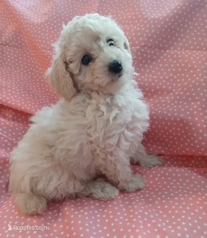 Very small Creme female!  – Poodle - Toy  puppy for sale in Deer Park, IL