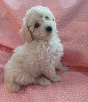 Very small light Creme female! AKC. , a female Poodle - Toy  for sale in Barrington, IL – 1 of 1