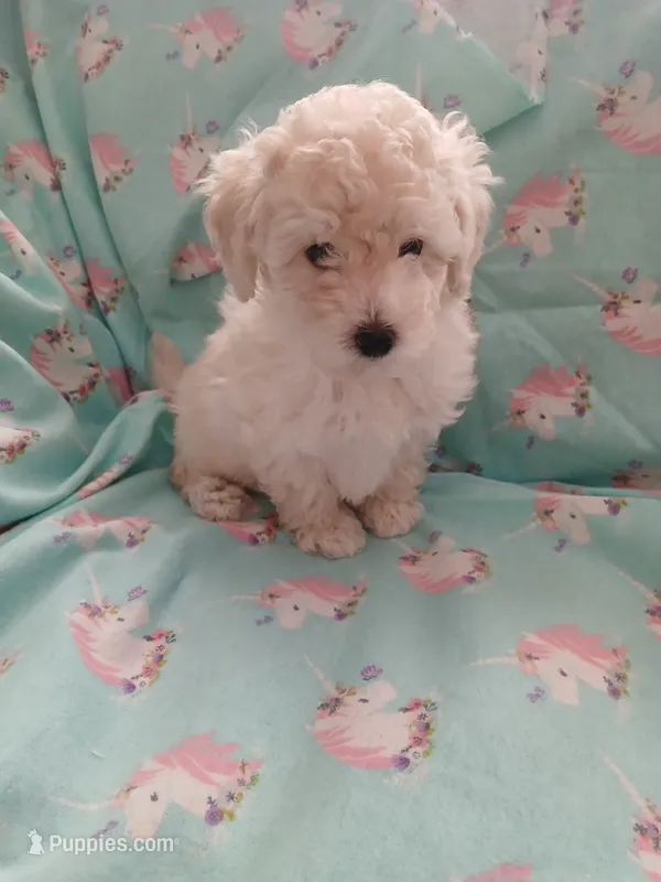 White male AKC! – Poodle - Toy  puppy for sale in Deer Park, IL