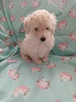 White male AKC!, a male Poodle - Toy  for sale in Deer Park, IL – 1 of 1