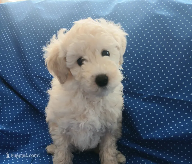 AKC White male! – Poodle - Toy  puppy for sale in Barrington, IL