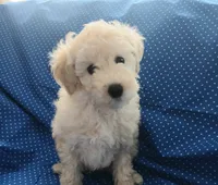 AKC White male!, a male Poodle - Toy  for sale in Barrington, IL – 1 of 1