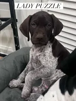 Lady Puzzle, a female German Shorthaired Pointer for sale in Columbus, GA – Photo 1 of 8