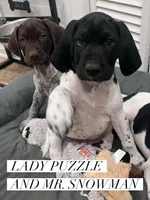 Lady Puzzle, a female German Shorthaired Pointer for sale in Columbus, GA – Photo 4 of 8