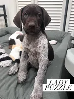 Lady Puzzle, a female German Shorthaired Pointer for sale in Columbus, GA – Photo 3 of 8