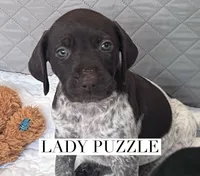 Lady Puzzle, a female German Shorthaired Pointer for sale in Columbus, GA – Photo 6 of 8