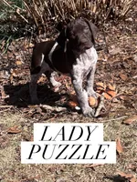 Lady Puzzle, a female German Shorthaired Pointer for sale in Columbus, GA – Photo 2 of 8