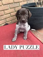 Lady Puzzle, a female German Shorthaired Pointer for sale in Columbus, GA – Photo 5 of 8