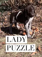 Lady Puzzle, a female German Shorthaired Pointer for sale in Columbus, GA – Photo 7 of 8