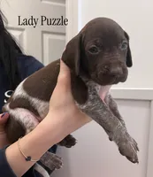 Lady Puzzle, a female German Shorthaired Pointer for sale in Columbus, GA – Photo 8 of 8