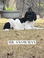Snowman (AKC), a male German Shorthaired Pointer for sale in Columbus, GA – Photo 1 of 10
