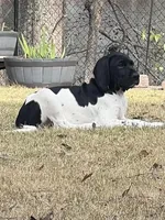 Snowman (AKC), a male German Shorthaired Pointer for sale in Columbus, GA – Photo 6 of 10