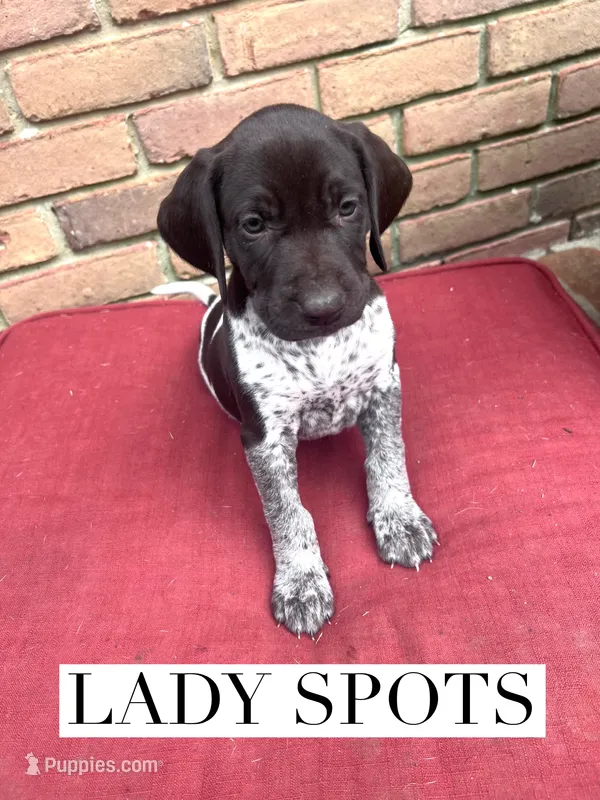 Lady Spots