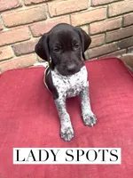 Lady Spots, a female German Shorthaired Pointer for sale in Columbus, GA – Photo 1 of 3