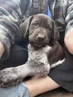 Lady Spots, a female German Shorthaired Pointer for sale in Columbus, GA – Photo 2 of 3