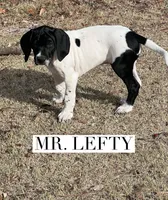 Lefty (AKC), a male German Shorthaired Pointer for sale in Columbus, GA – Photo 6 of 10