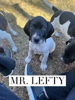 Lefty (AKC), a male German Shorthaired Pointer for sale in Columbus, GA – Photo 2 of 10