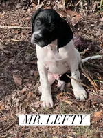 Lefty (AKC), a male German Shorthaired Pointer for sale in Columbus, GA – Photo 3 of 10
