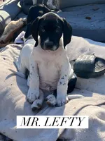 Lefty (AKC), a male German Shorthaired Pointer for sale in Columbus, GA – Photo 4 of 10