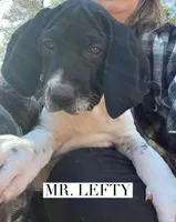 Lefty (AKC), a male German Shorthaired Pointer for sale in Columbus, GA – Photo 8 of 10