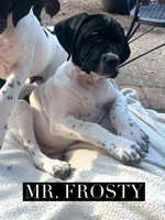 Frosty/Happy (AKC), a male German Shorthaired Pointer for sale in Columbus, GA – Photo 4 of 9
