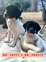 Frosty/Happy (AKC), a male German Shorthaired Pointer for sale in Columbus, GA – Photo 2 of 9