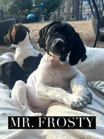 Frosty/Happy (AKC), a male German Shorthaired Pointer for sale in Columbus, GA – Photo 1 of 9