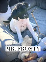 Frosty/Happy (AKC), a male German Shorthaired Pointer for sale in Columbus, GA – Photo 5 of 9