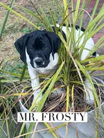 Frosty/Happy (AKC), a male German Shorthaired Pointer for sale in Columbus, GA – Photo 3 of 9