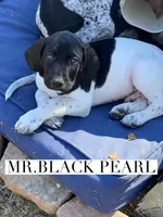 Black Pearl (AKC), a male German Shorthaired Pointer for sale in Columbus, GA – Photo 2 of 8