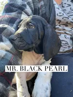 Black Pearl (AKC), a male German Shorthaired Pointer for sale in Columbus, GA – Photo 6 of 8