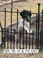 Black Pearl (AKC), a male German Shorthaired Pointer for sale in Columbus, GA – Photo 1 of 8