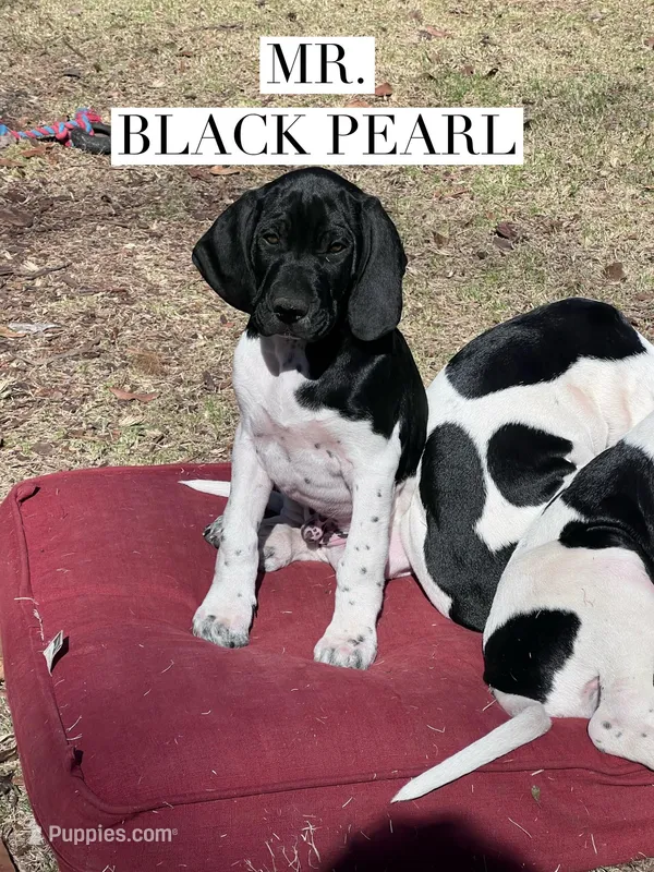 Black Pearl (AKC)