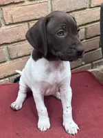 Lady Brown, a female German Shorthaired Pointer for sale in Columbus, GA – Photo 4 of 6