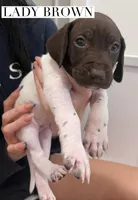 Lady Brown, a female German Shorthaired Pointer for sale in Columbus, GA – Photo 6 of 6