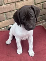Lady Brown, a female German Shorthaired Pointer for sale in Columbus, GA – Photo 5 of 6