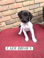 Lady Brown, a female German Shorthaired Pointer for sale in Columbus, GA – Photo 3 of 6