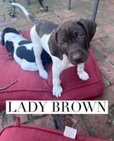 Lady Brown, a female German Shorthaired Pointer for sale in Columbus, GA – Photo 1 of 6